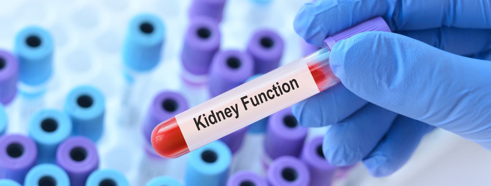 Kidney function blood test