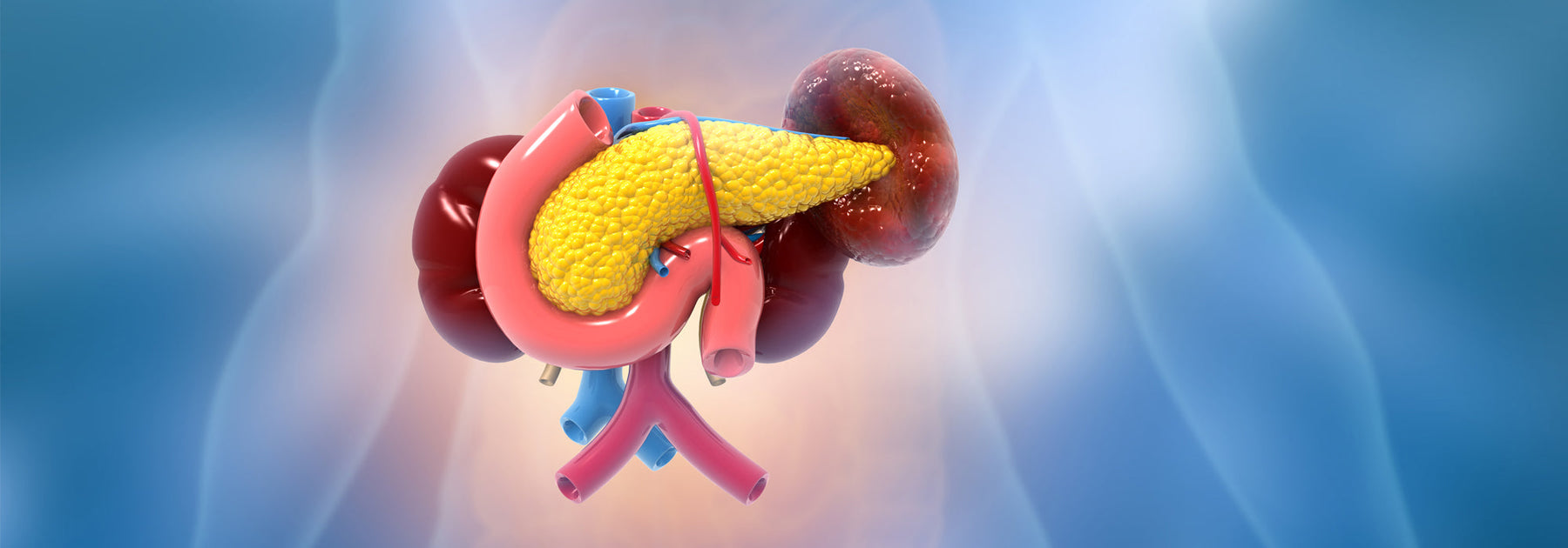 The Pancreas