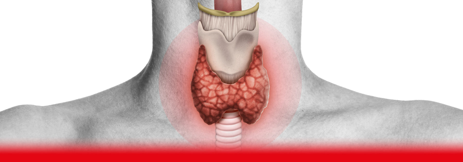 The Thyroid