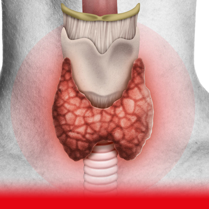 The Thyroid